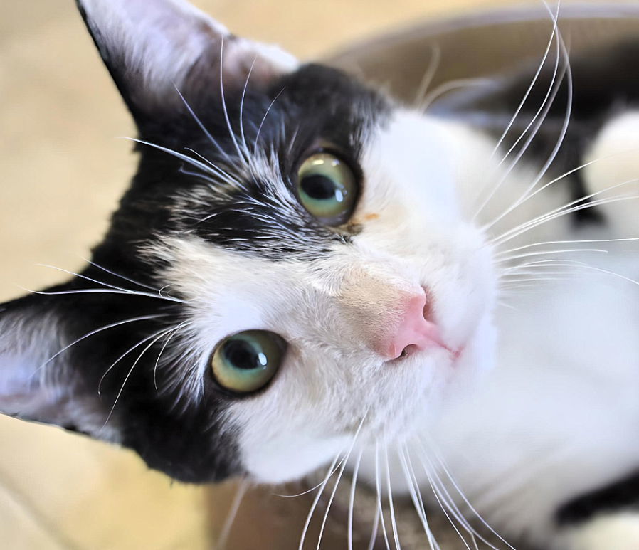 Harry, an adoptable Domestic Short Hair in Laramie, WY, 82073 | Photo Image 1