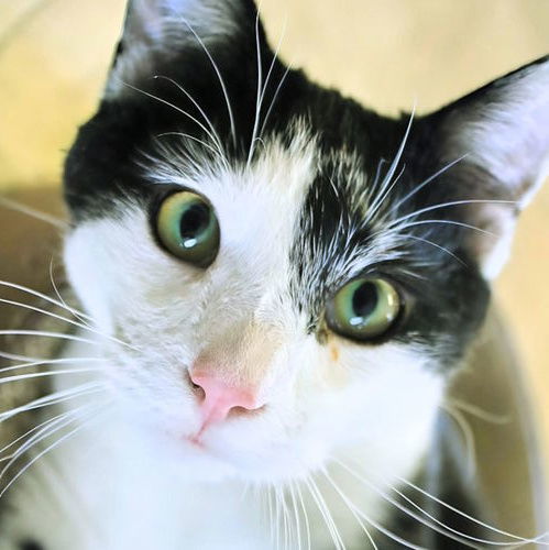 Harry - AC Kitty!, an adoptable Domestic Short Hair in Laramie, WY, 82073 | Photo Image 1