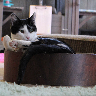 Harry, an adoptable Domestic Short Hair in Laramie, WY, 82073 | Photo Image 2