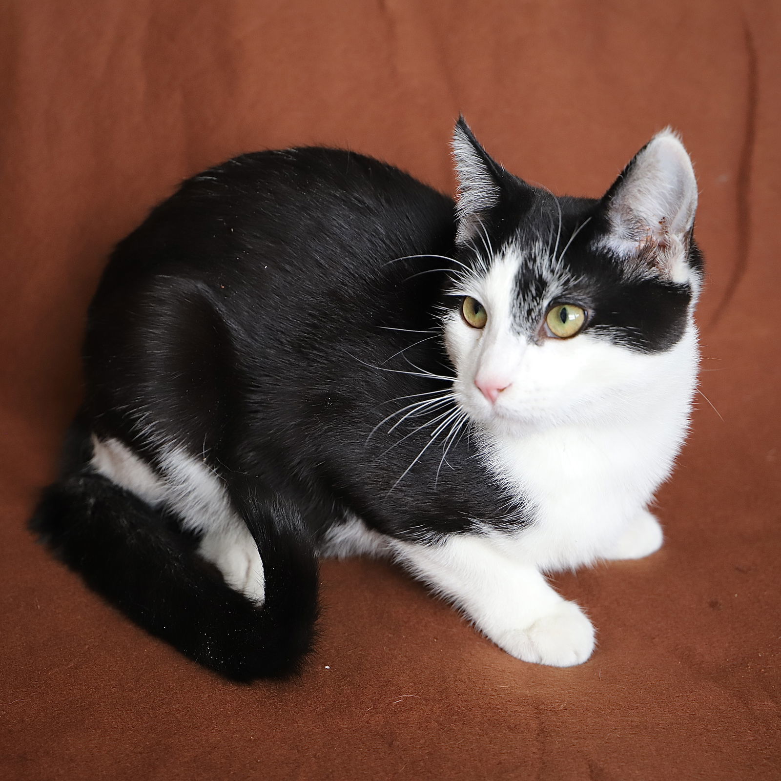 Harry - I'm an AC kitty!, an adoptable Domestic Short Hair in Laramie, WY, 82073 | Photo Image 3