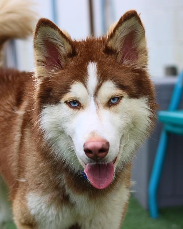 Odin