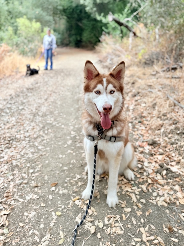 Odin