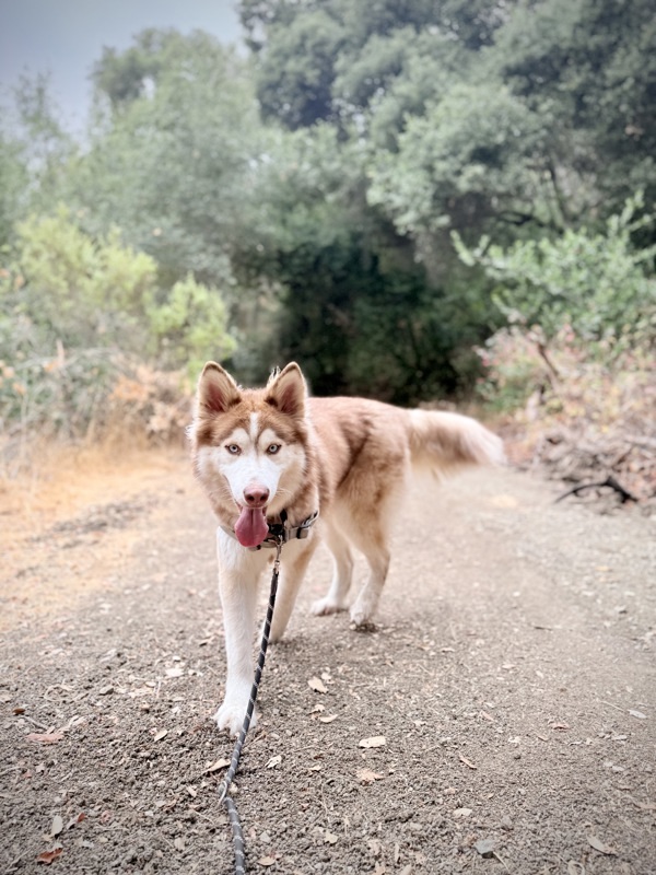Odin