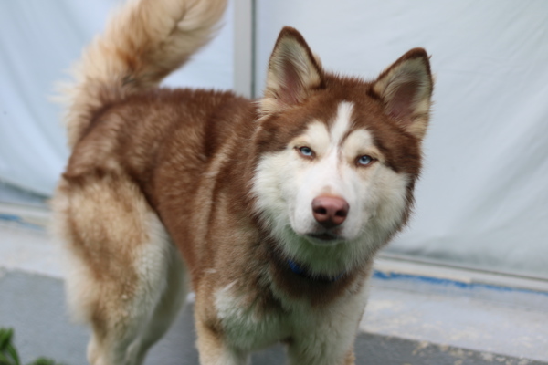 Odin