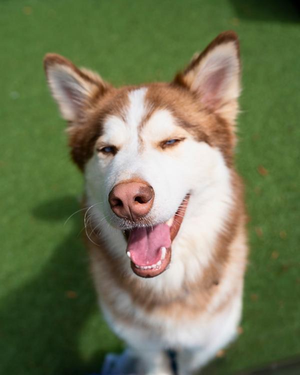 Odin