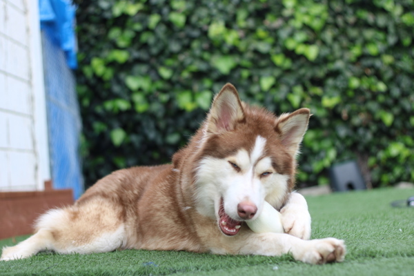 Odin