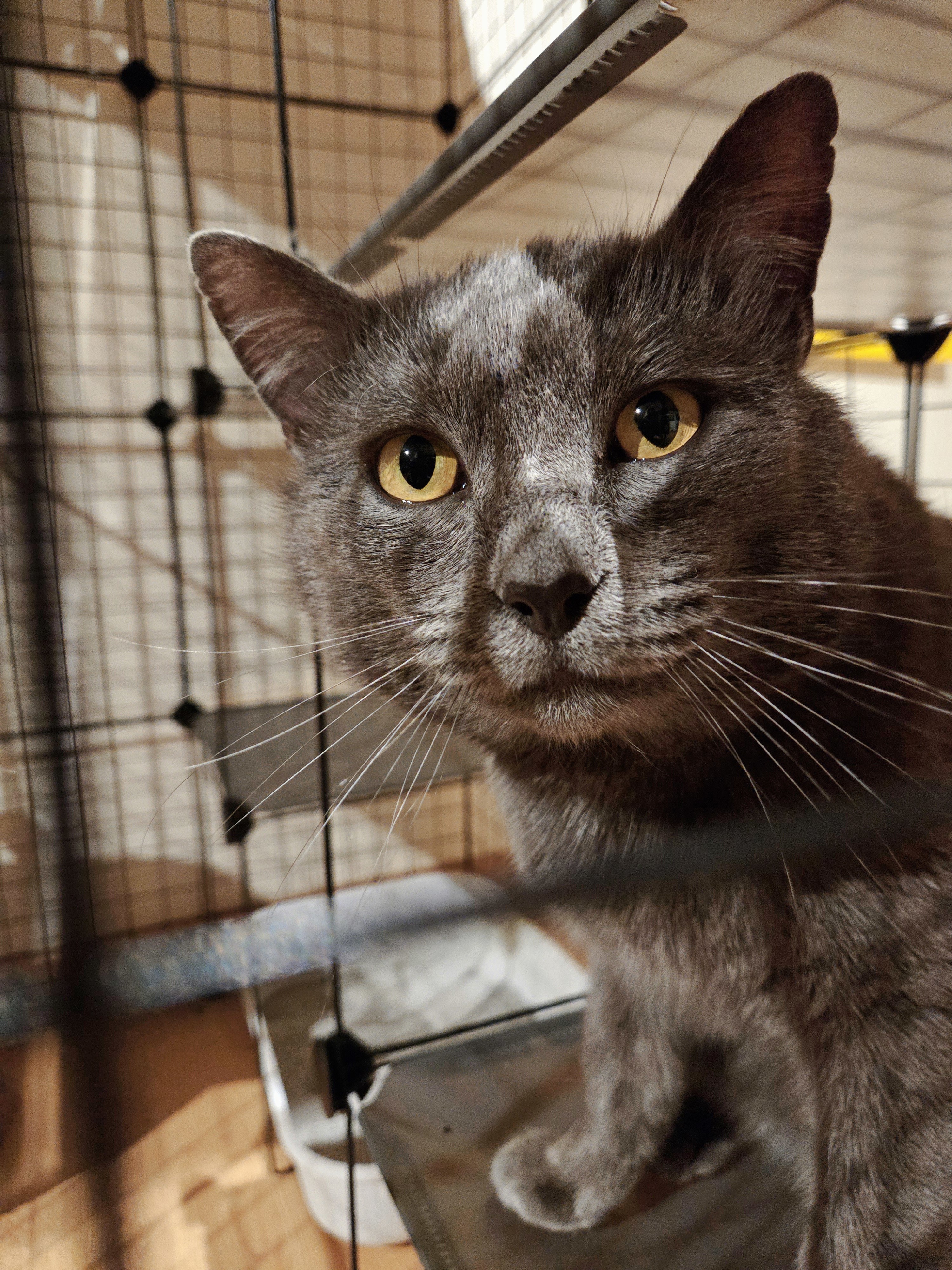 Mendo, an adoptable Chartreux in Brownsville, PA, 15417 | Photo Image 1