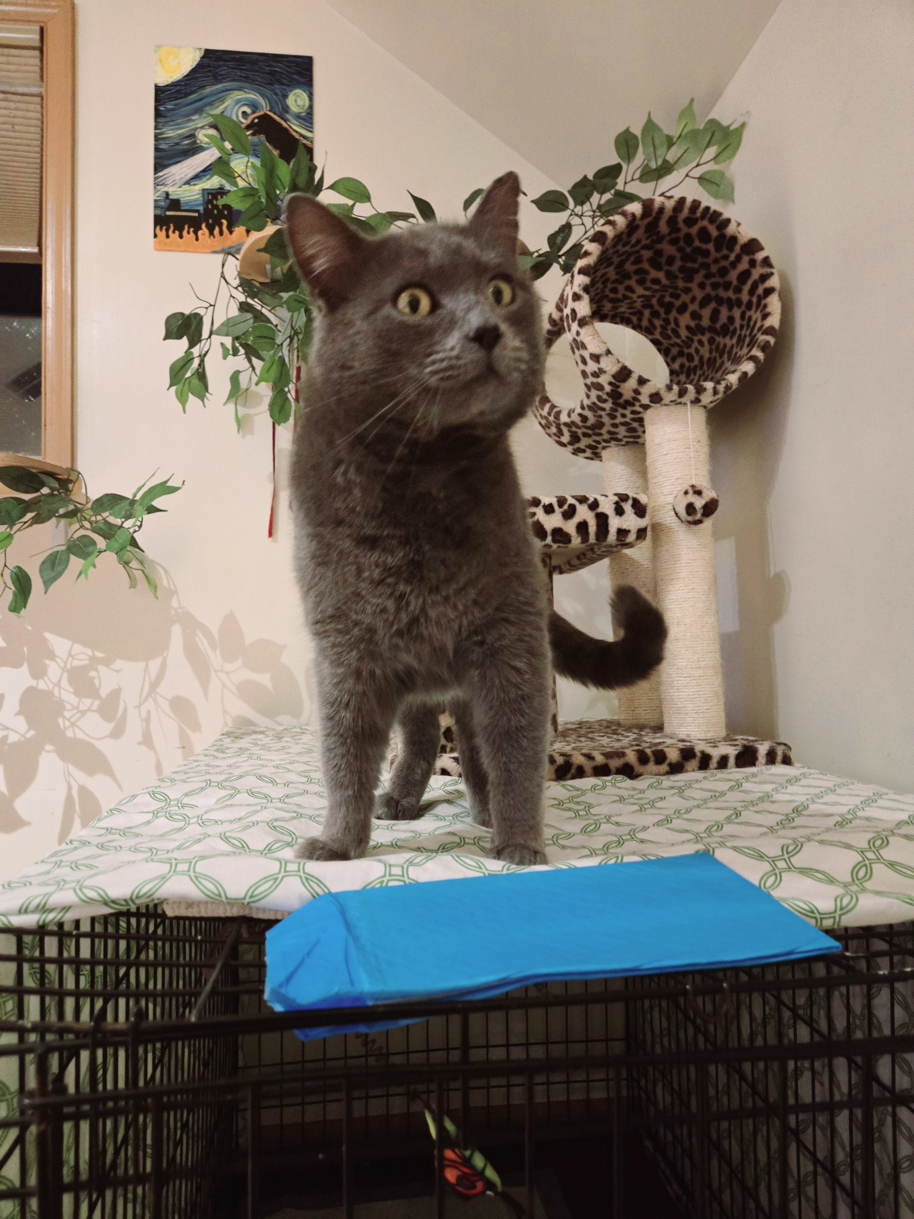 Mendo, an adoptable Chartreux in Brownsville, PA, 15417 | Photo Image 3