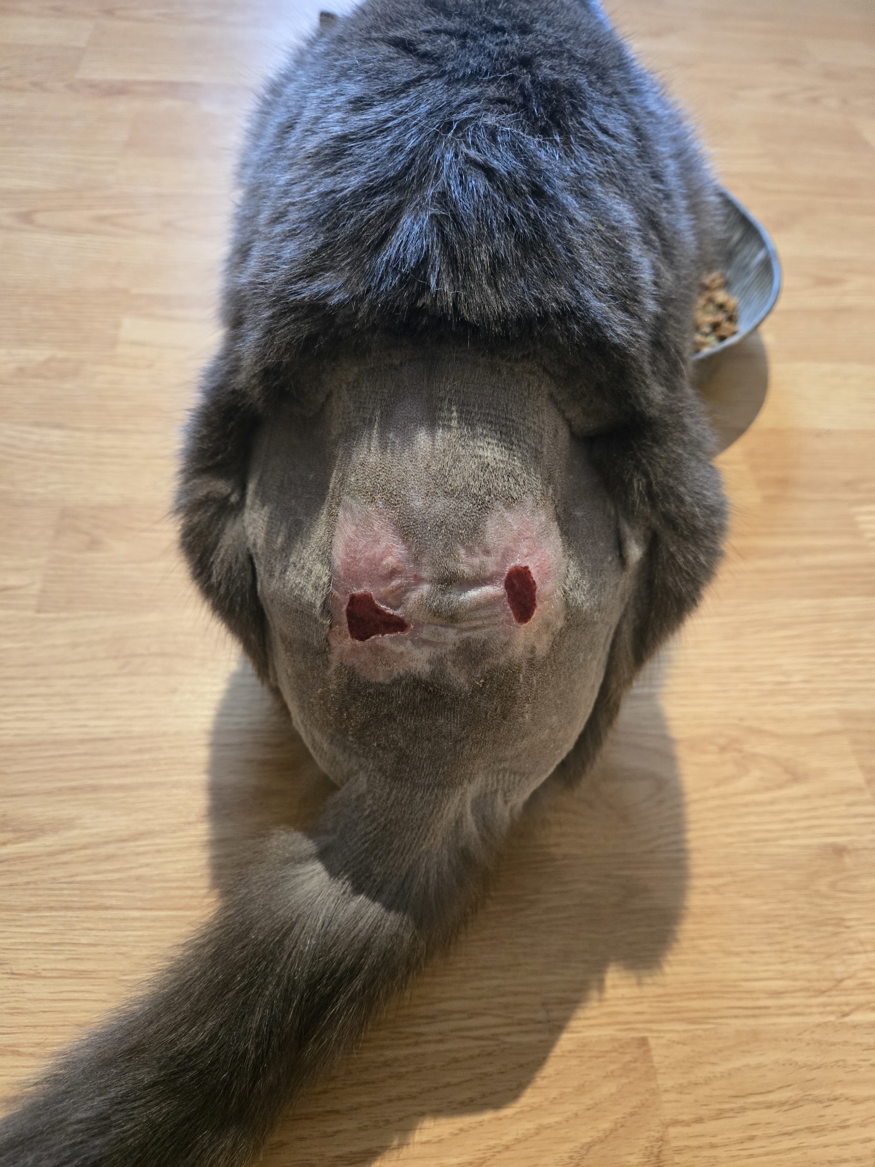 Mendo, an adoptable Chartreux in Brownsville, PA, 15417 | Photo Image 5