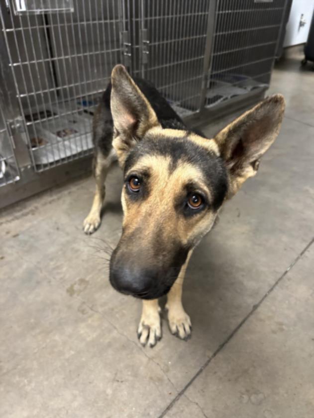 Dog for adoption - LUNA, a German Shepherd Dog in Van Nuys, CA | Petfinder