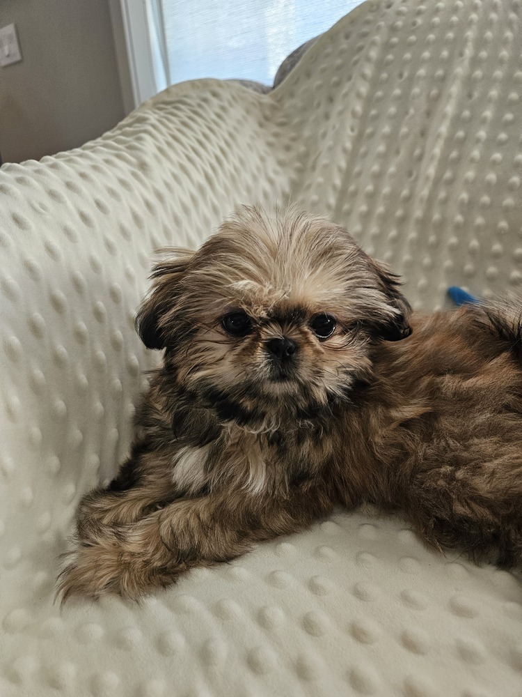 Shih Tzu - Blakeley Anne