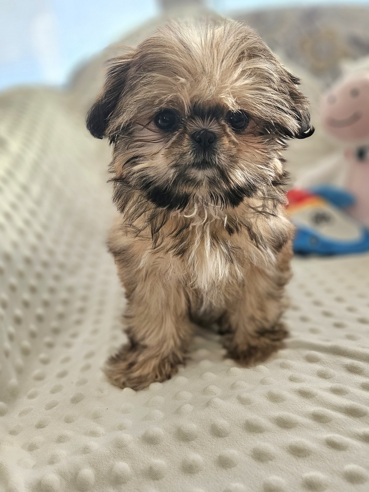 Shih Tzu - Blakeley Anne