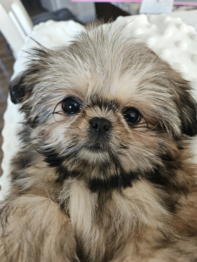 Shih Tzu - Blakeley Anne