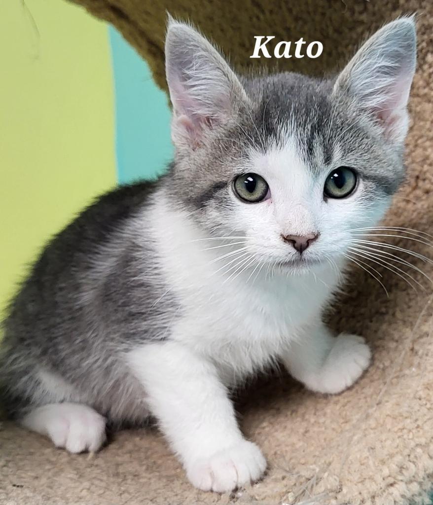 Kato