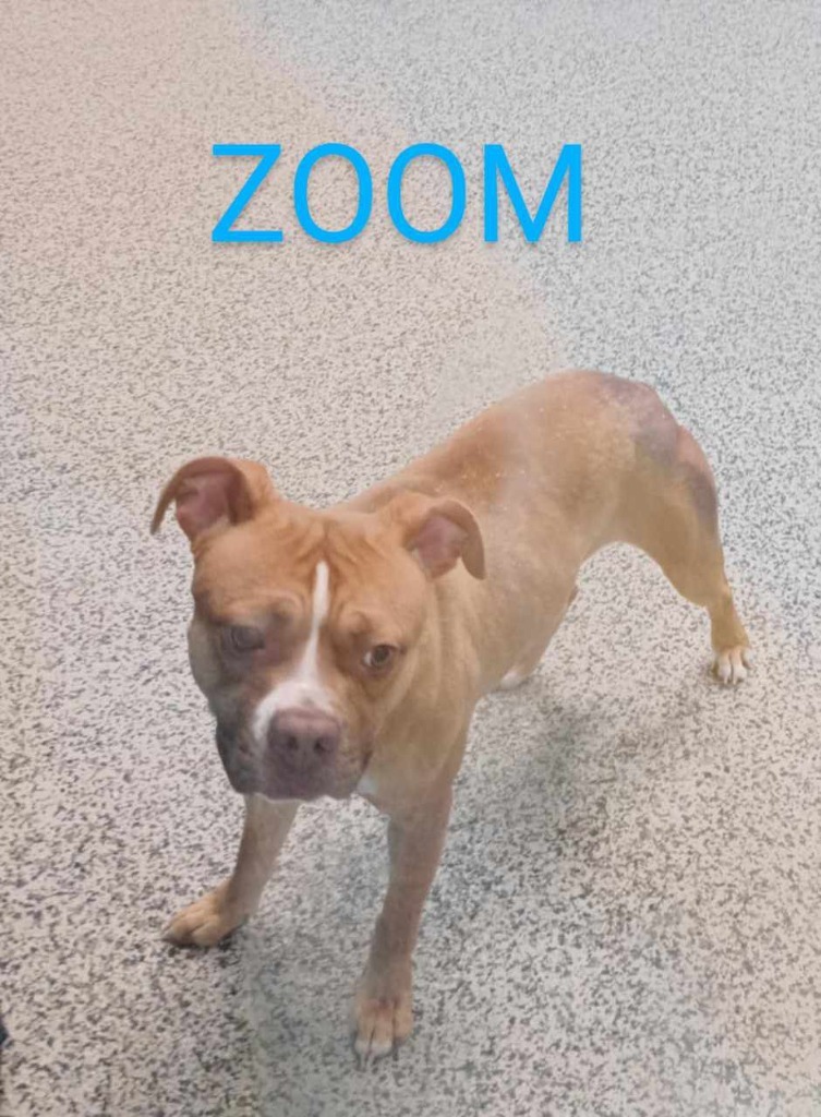 Zoom
