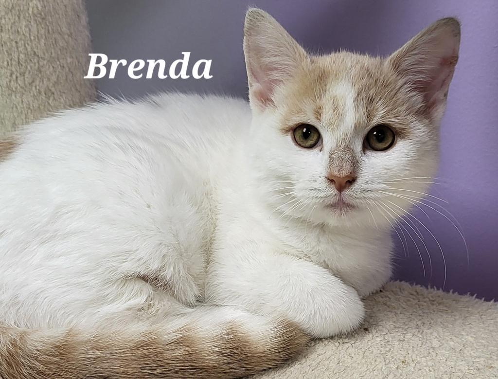 Brenda