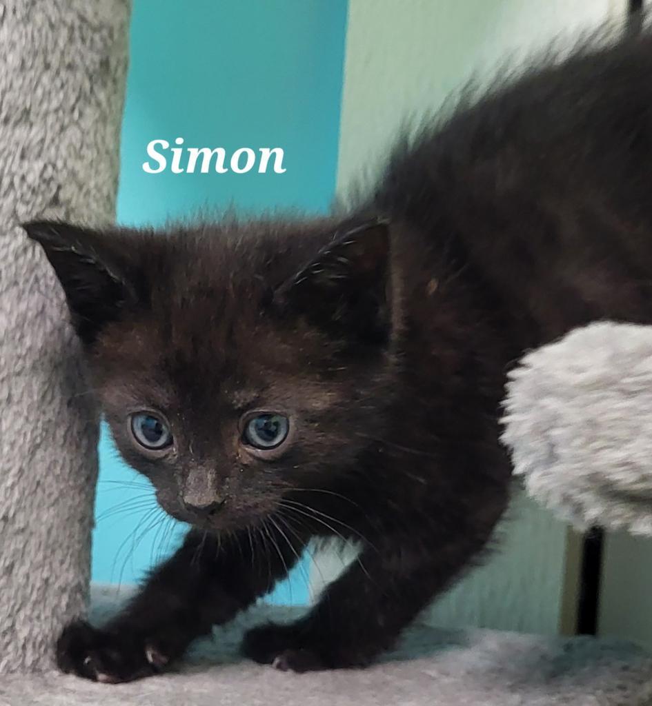 Simon