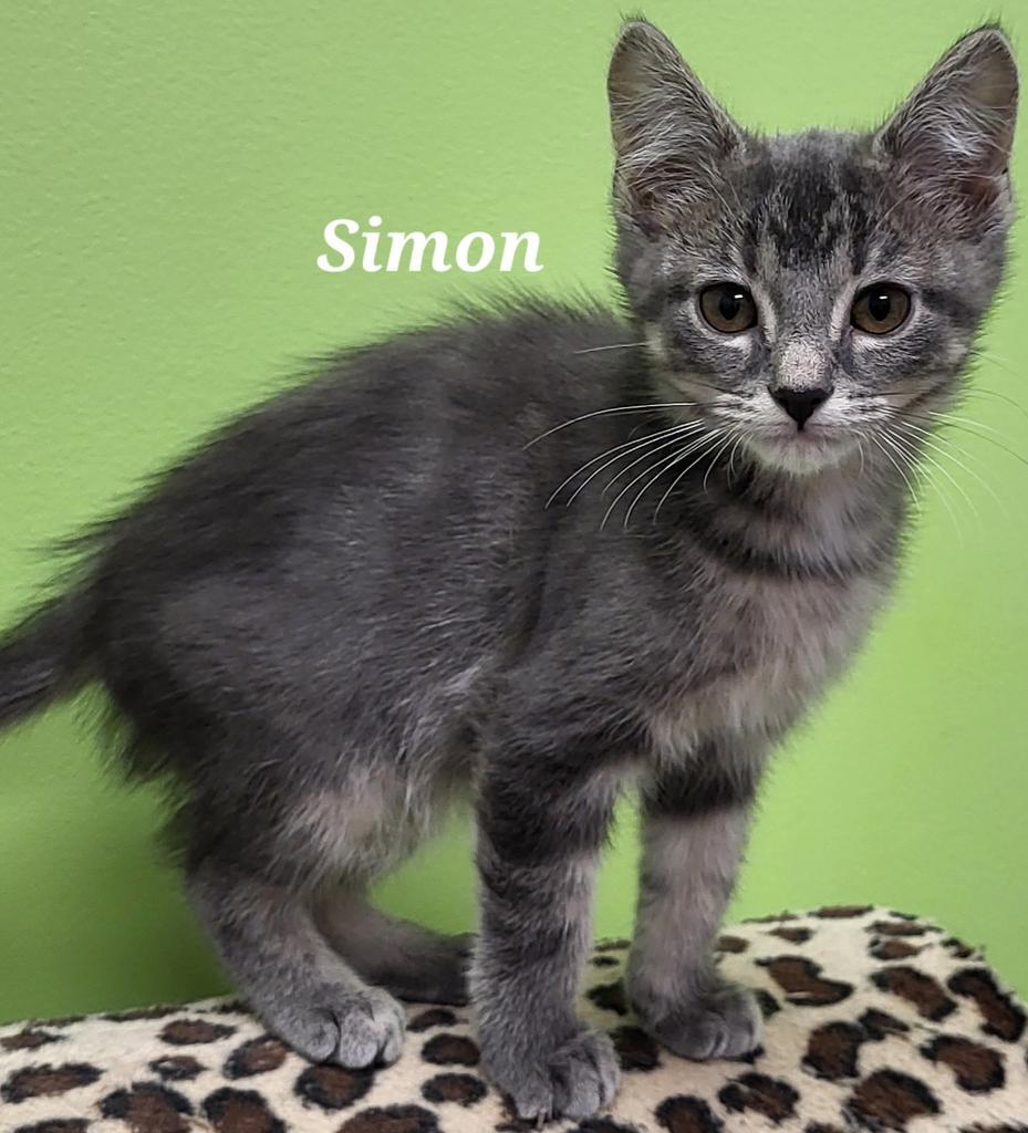 Simon