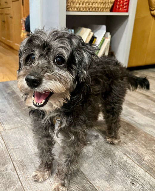 JELLY, an adoptable Cockapoo in Agoura Hills, CA, 91301 | Photo Image 1