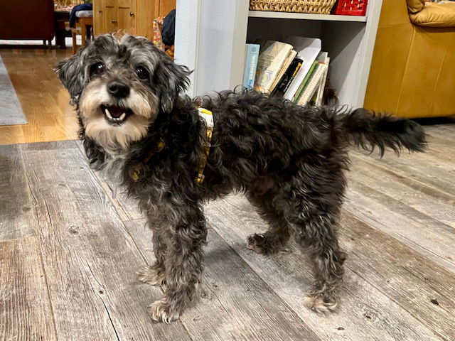 JELLY, an adoptable Cockapoo in Agoura Hills, CA, 91301 | Photo Image 2