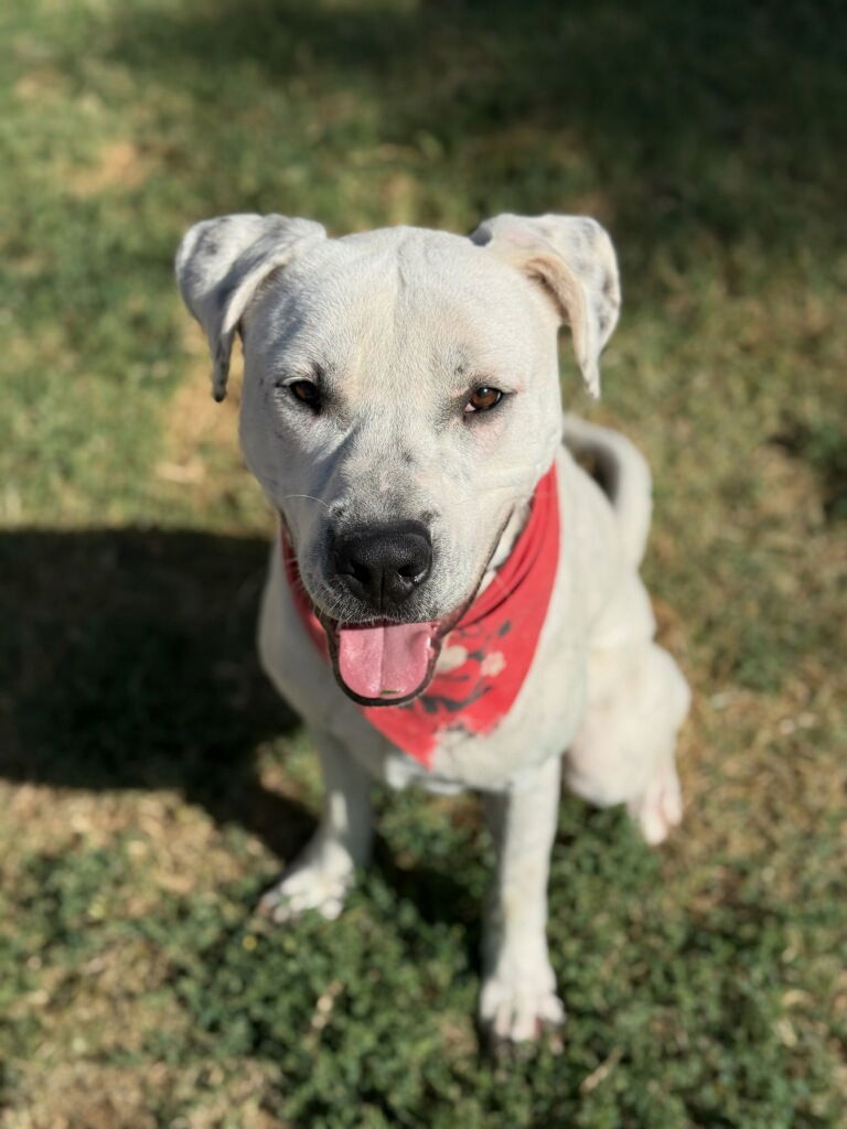 ATTICUS