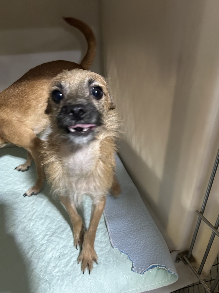 Dunn (bonded with Brooks), an adoptable Chihuahua in Herriman, UT, 84096 | Photo Image 1