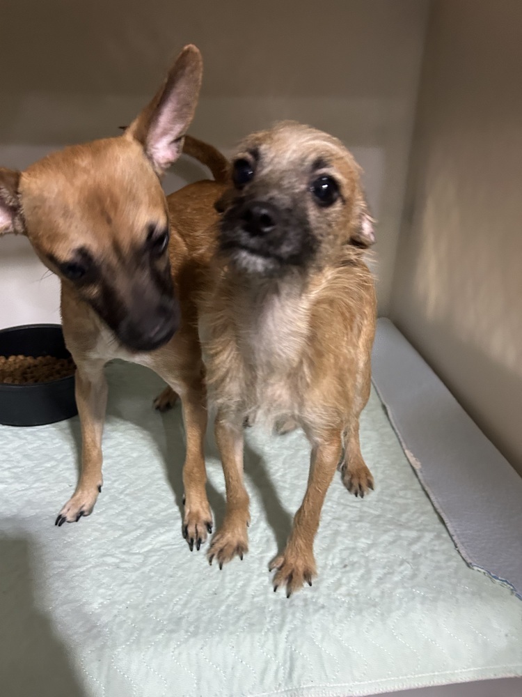 Dunn (bonded with Brooks), an adoptable Chihuahua in Herriman, UT, 84096 | Photo Image 2