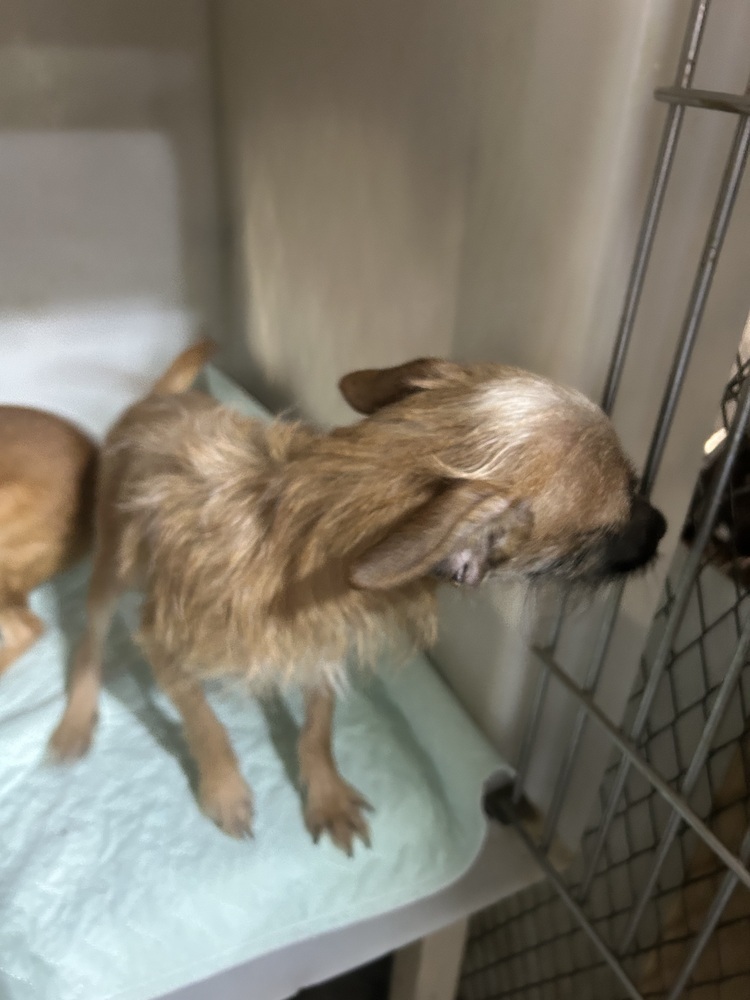 Dunn (bonded with Brooks), an adoptable Chihuahua in Herriman, UT, 84096 | Photo Image 3