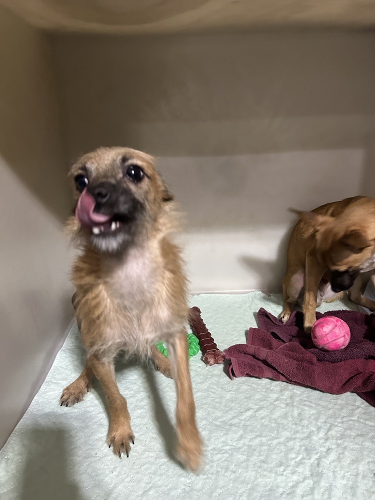 Dunn (bonded with Brooks), an adoptable Chihuahua in Herriman, UT, 84096 | Photo Image 4