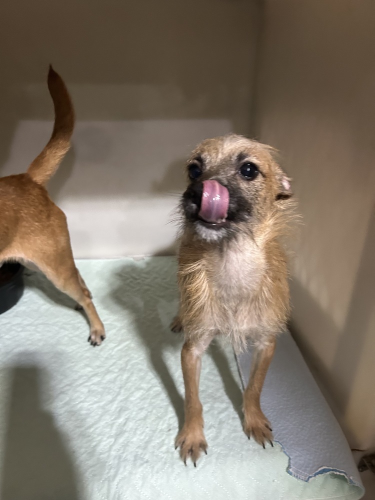 Dunn (bonded with Brooks), an adoptable Chihuahua in Herriman, UT, 84096 | Photo Image 5