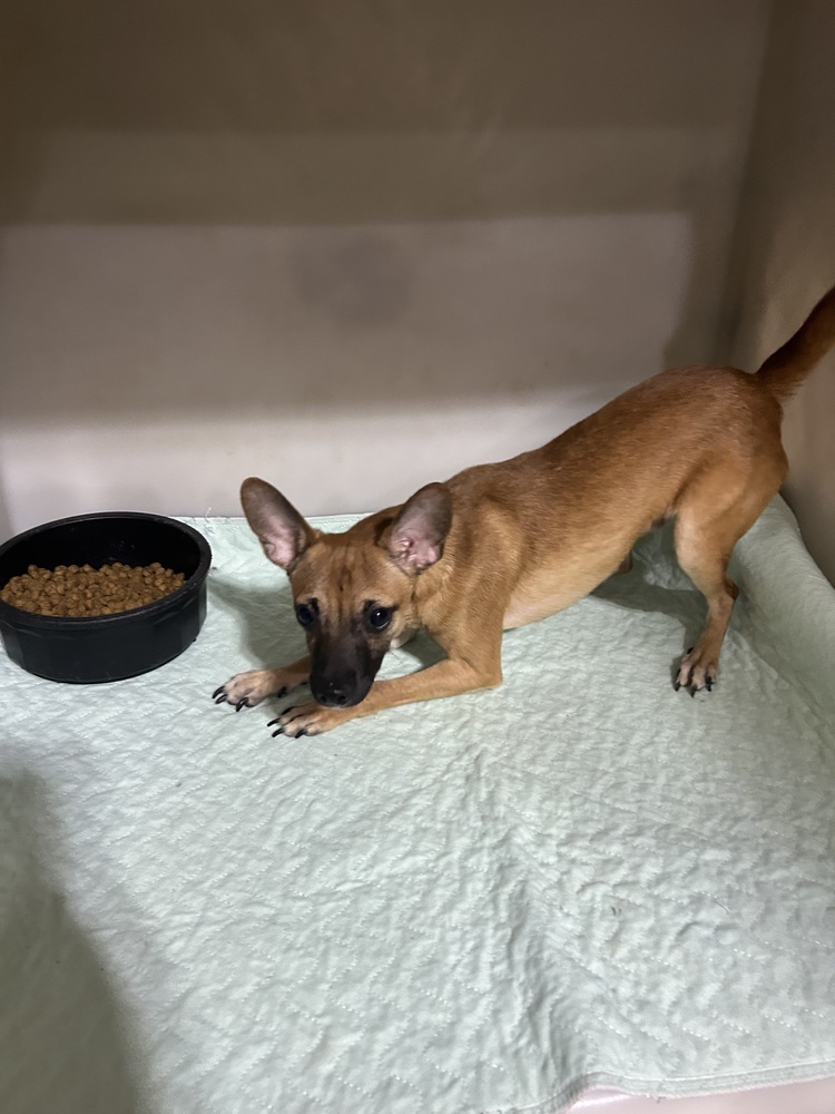 Brooks (bonded with Dunn), an adoptable Chihuahua in Herriman, UT, 84096 | Photo Image 1