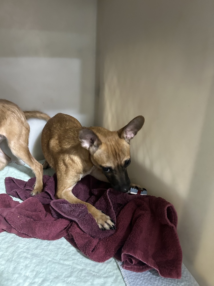 Brooks (bonded with Dunn), an adoptable Chihuahua in Herriman, UT, 84096 | Photo Image 3