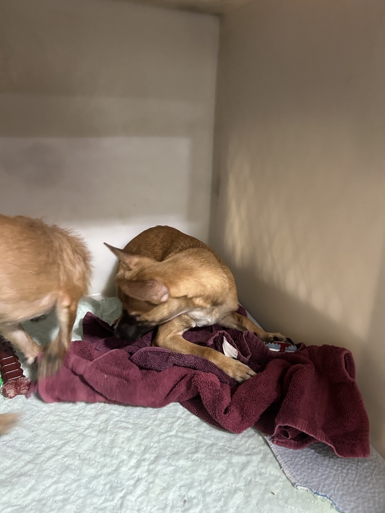 Brooks (bonded with Dunn), an adoptable Chihuahua in Herriman, UT, 84096 | Photo Image 4