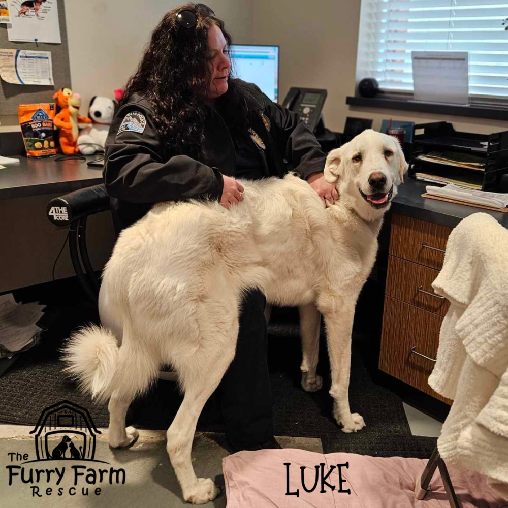 Luke, an adoptable Great Pyrenees, Labrador Retriever in Rathdrum, ID, 83858 | Photo Image 1