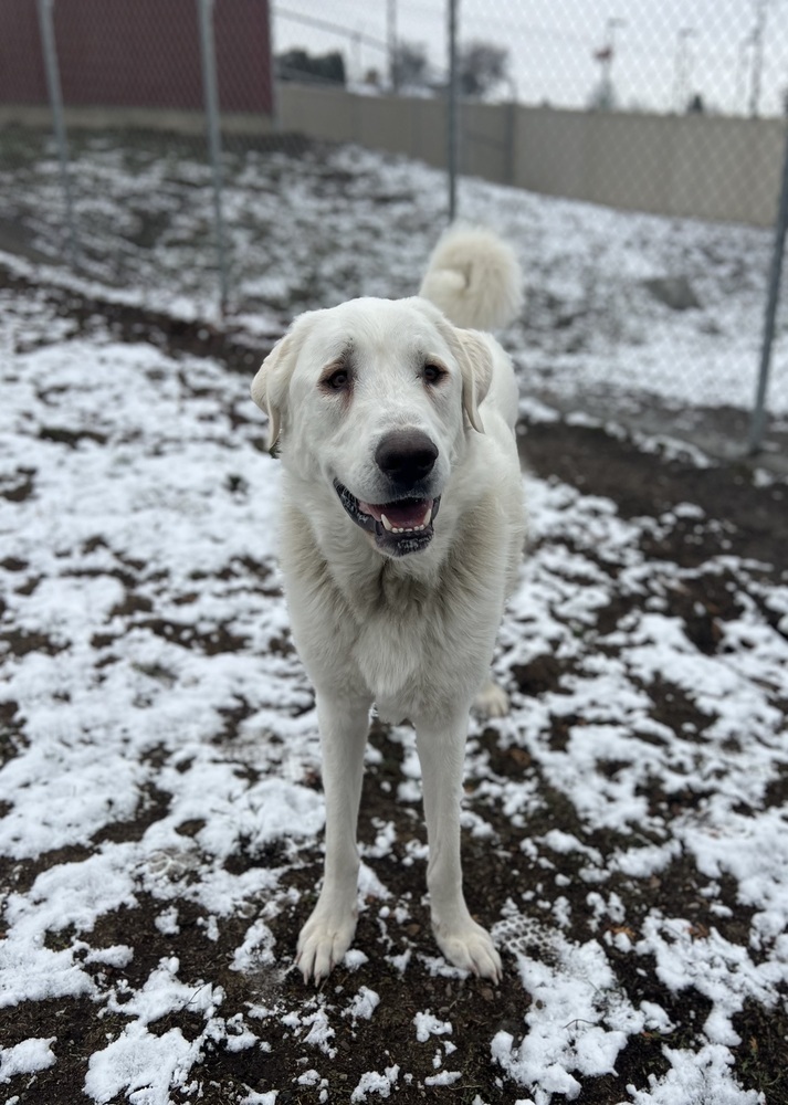 Luke, an adoptable Great Pyrenees, Labrador Retriever in Rathdrum, ID, 83858 | Photo Image 2