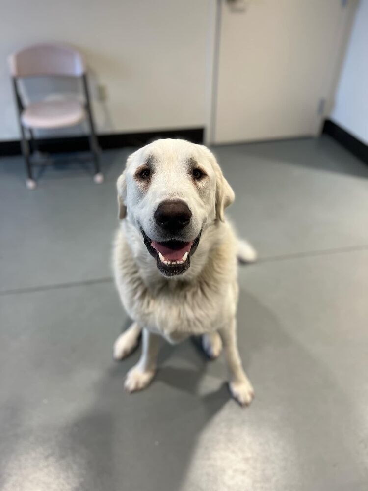 Luke, an adoptable Great Pyrenees, Labrador Retriever in Rathdrum, ID, 83858 | Photo Image 3