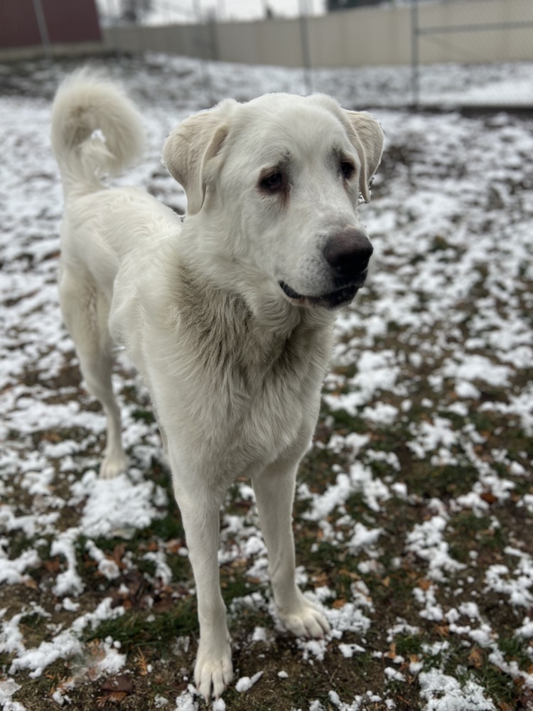 Luke, an adoptable Great Pyrenees, Labrador Retriever in Rathdrum, ID, 83858 | Photo Image 4
