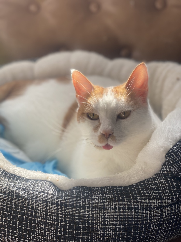 Mingles, an adoptable Domestic Short Hair in Little Rock, AR, 72202 | Photo Image 1