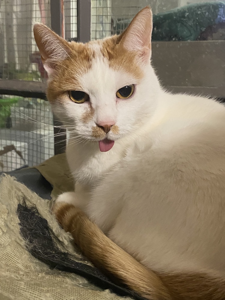 Mingles, an adoptable Domestic Short Hair in Little Rock, AR, 72202 | Photo Image 2