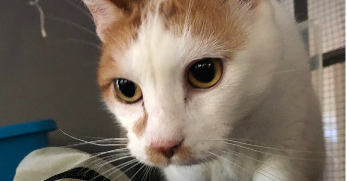 Mingles, an adoptable Domestic Short Hair in Little Rock, AR, 72202 | Photo Image 3