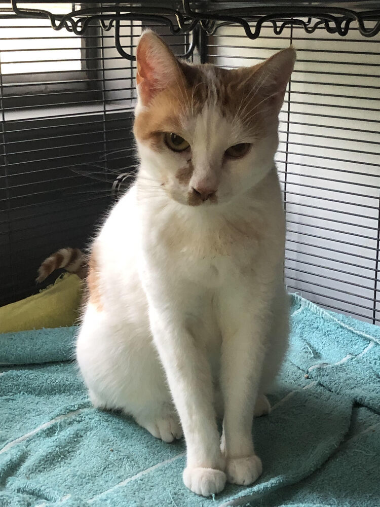 Mingles, an adoptable Domestic Short Hair in Little Rock, AR, 72202 | Photo Image 4