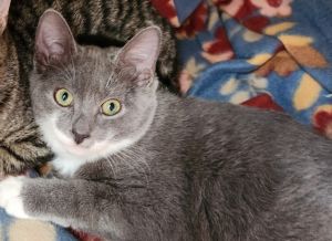 7141 Henry, Baby Male Domestic Short Hair
