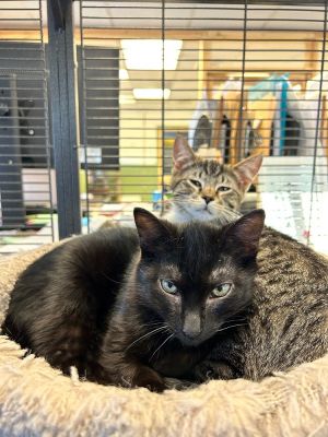 Larry, Adult Male Domestic Short Hair