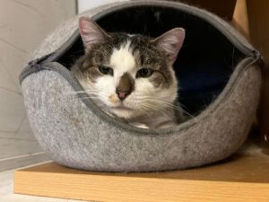 Mr. Stashio - in foster, Adult Male Domestic Short Hair