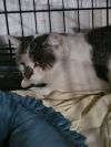 Mr. Stashio - in foster photo 2