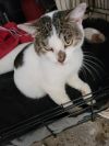 Mr. Stashio - in foster photo 3