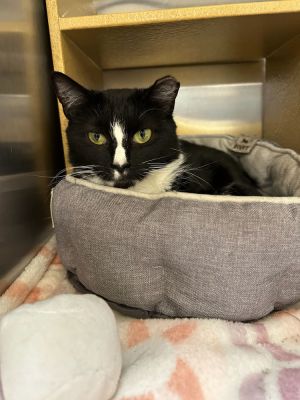 Antheia Domestic Short Hair Cat