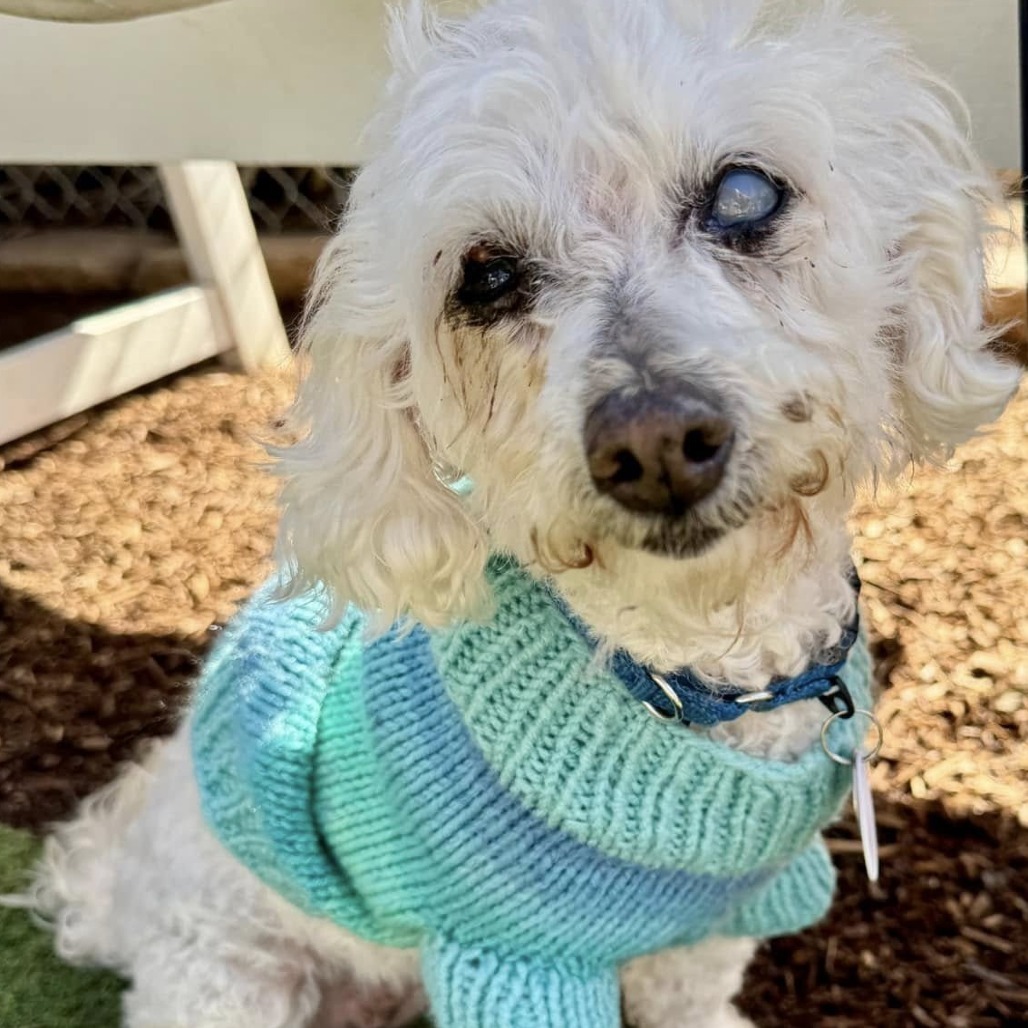 Nasa, an adoptable Maltese in Ramona, CA, 92065 | Photo Image 1