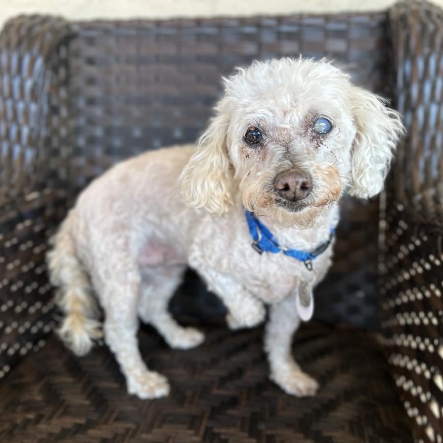 Nasa, an adoptable Maltese in Ramona, CA, 92065 | Photo Image 2