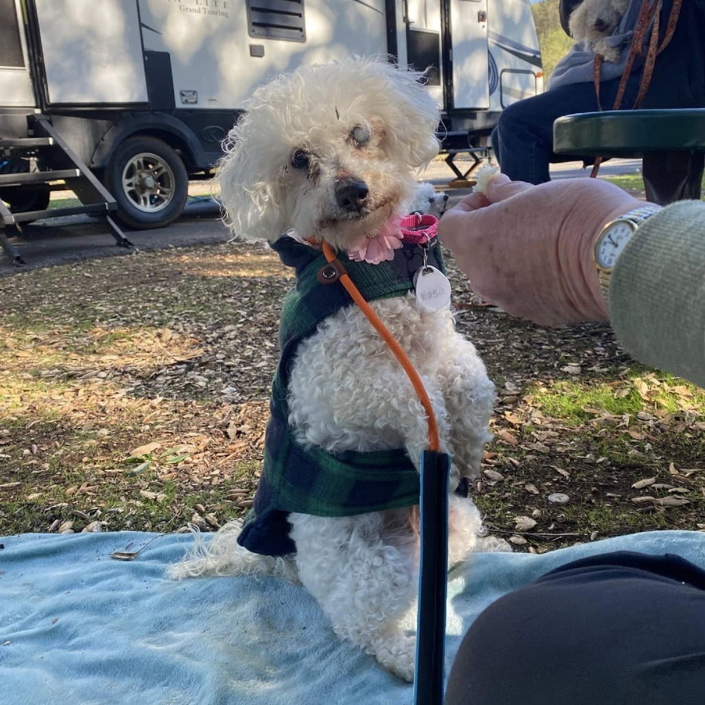 Nasa, an adoptable Maltese in Ramona, CA, 92065 | Photo Image 4